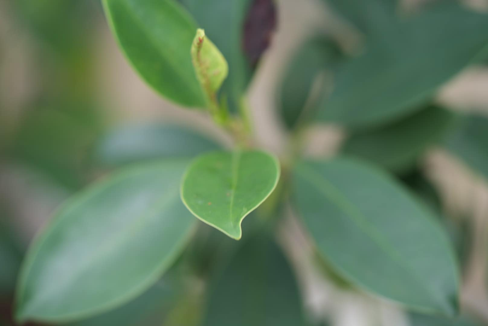 綠色植物的嫩葉與新芽微距特寫