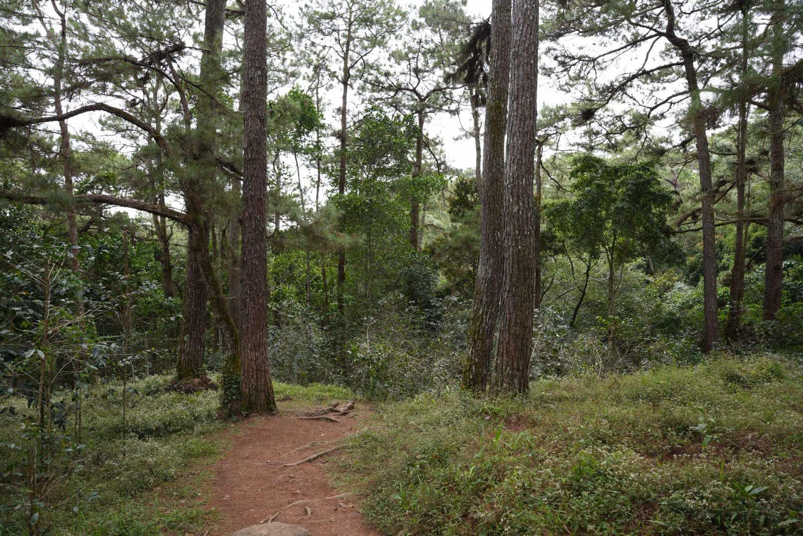Camp john hay yellow trail