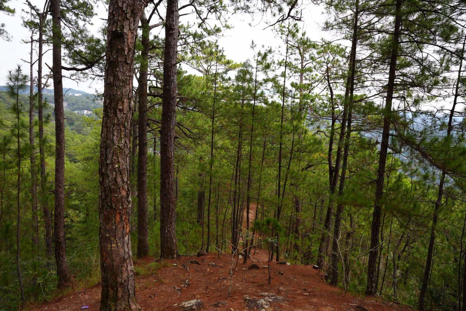 Camp john hay yellow trail